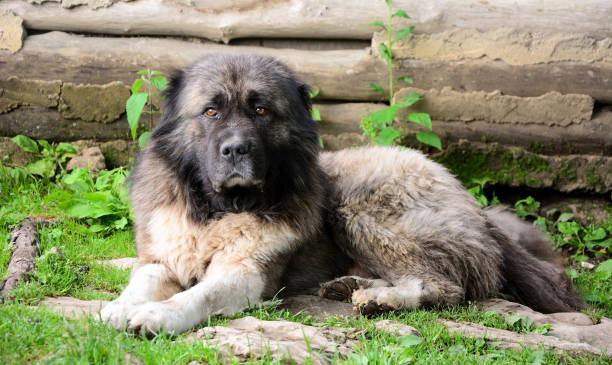 grande e severo cane da pastore caucasico - sheepdog foto e immagini stock