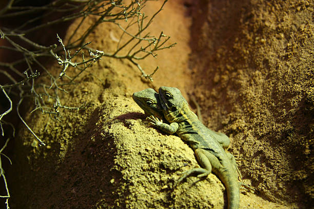Tawny Dragons (Ctenophorus decresii) Australian lizards at Melbourne Zoo