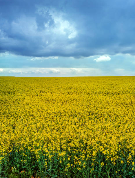 istock Landscape Fields with rapeseed with cloudly blue sky, canola rapeseed plant 1399636946