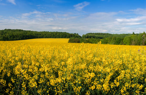istock Beautiful rapeseed field in the foreground and forest behind with blue sky 1399636955