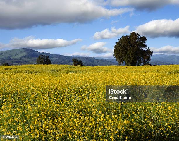 Paesaggio Di Primavera - Fotografie stock e altre immagini di Agricoltura - Agricoltura, Albero, Ambientazione esterna