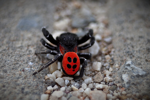The male of the red tube spider in defensive posture. Striking are the four and a half black dots on the red abdomen of the animal