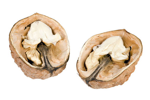 walnut closeup with path on white background stock photo