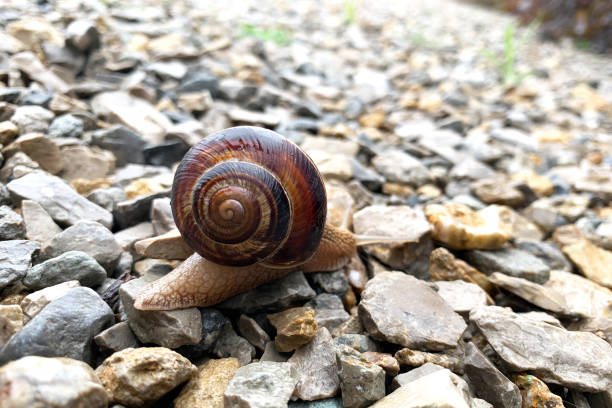 Brown snail is making its way across moss and dirt in a vibrant green garden