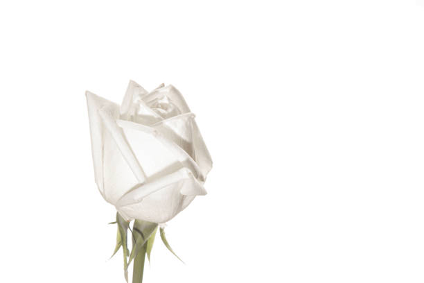istock Three white rose buds on isolated background closeup 1399638864