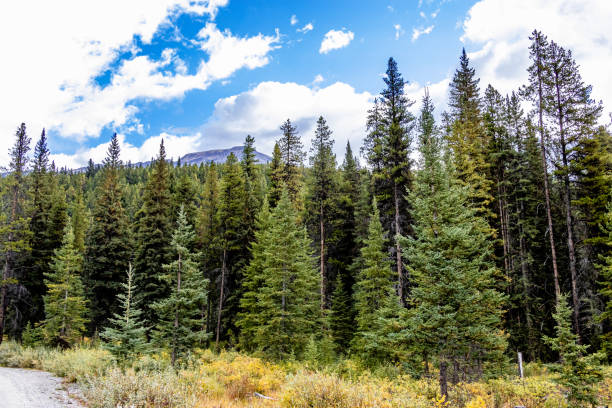 istock Protection Mountain Banff National Park Alberta Canada 1399639069