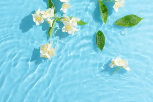 Photo of Jasmine flowers and leaves floating on bright blue wavy water. Minimal nature background. Summer scene with sunny day shadows.