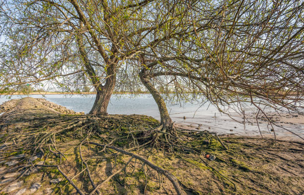 Trees with extensive root systems above the ground Two intertwined trees with extensive root system above the ground. The tree grows on the bank of the Dutch river Lek in the province of South Holland. It is a sunny day at the beginning of springtime. lek river in the netherlands stock pictures, royalty-free photos & images