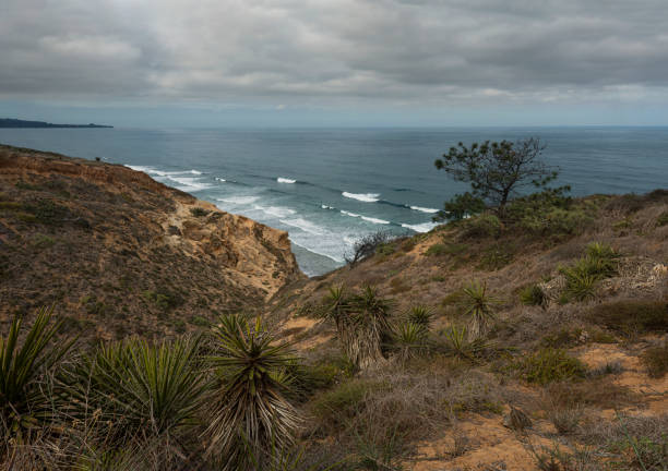 vista sull'oceano da torrey pines state reserve, san diego, california - torrey pines state reserve foto e immagini stock