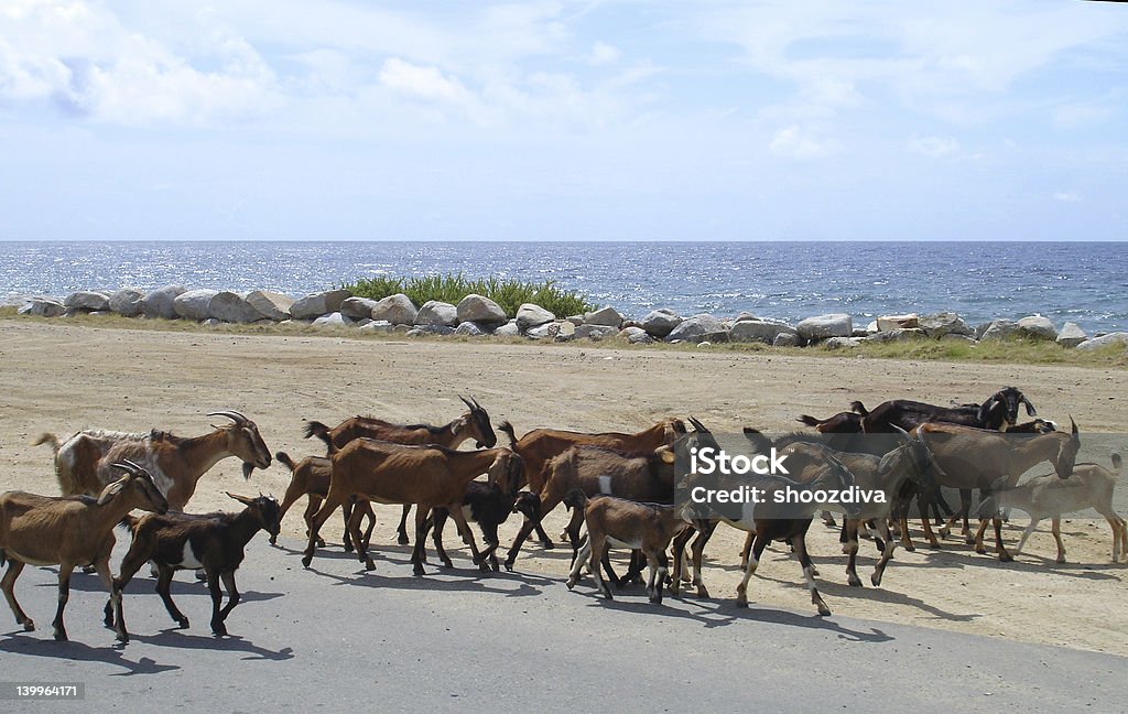 Goat Rush Hour Goats claiming the right of way in Virgin Gorda, BVI, blocking traffic. Animal Stock Photo