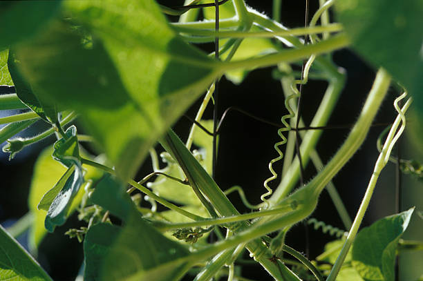 Curling Gourd Vines stock photo