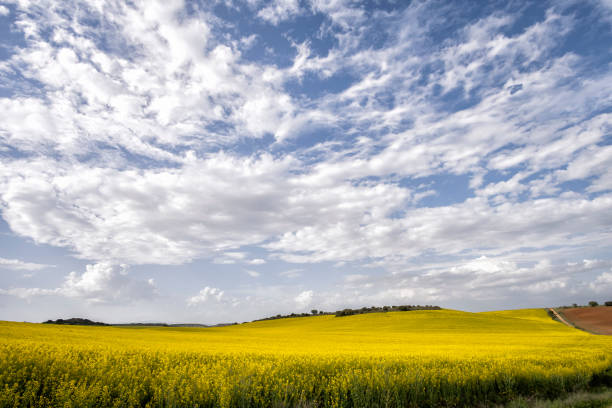 istock Fields of flowering rapeseed under a blue sky with clouds, meadows with yellow flowers, rapeseed oil industry, agricultural crops 1399642546