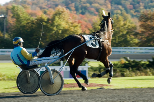harness race horse breaking stride during a race