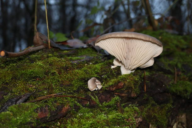 istock Oyster mushrooms in the evening forest 1399643222