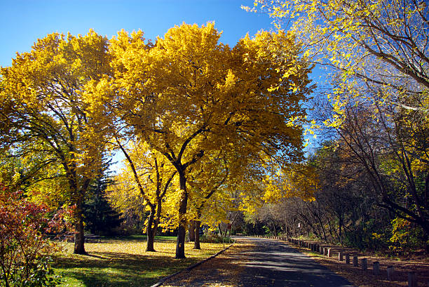 Autumn Elms stock photo