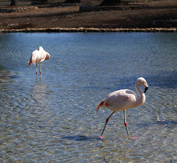 Flamengos in un lago - foto stock