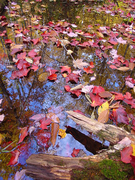 canadian maple leaves on the water surface stock photo