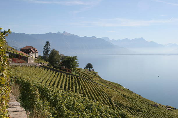 Vineyards and Lac Leman on a sunny october day in Switzerland