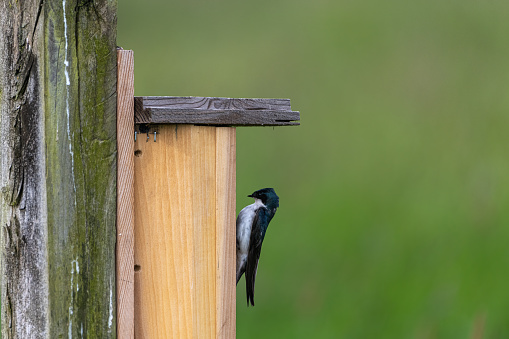 Mother swallow checking out bird house