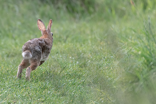 Rabbit running in dew covered grass