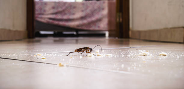 cockroach walking on the floor dirty with bread crumbs, spot focus cockroach walking on the floor dirty with bread crumbs, spot focus periplaneta americana stock pictures, royalty-free photos & images