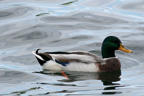 istock Mallard Duck Male 139964535