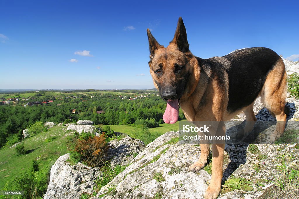 Cane sulla collina - Foto stock royalty-free di Adulto