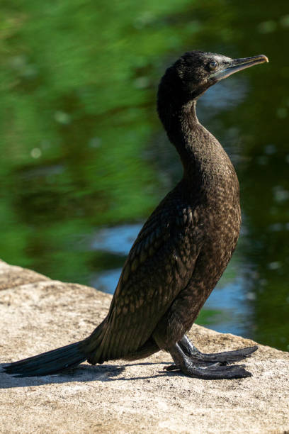 istock Black cormorant bird standing by the water's edge 1399646258
