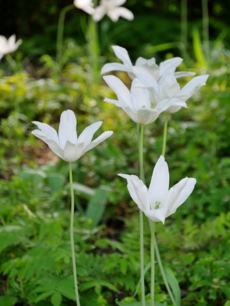white flowers in planten un blomen - blomen imagens e fotografias de stock