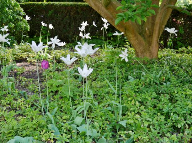 white tulips in planten un blomen - blomen imagens e fotografias de stock
