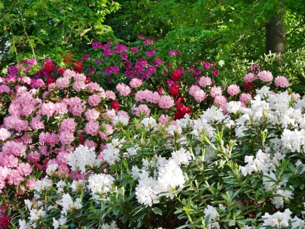 rhododendron in planten un blomen - blomen imagens e fotografias de stock