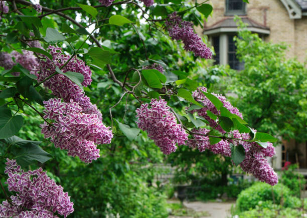 istock Lilacs with multi-colored flowers, purple centers with white edges, varietal named Sensation 1399647504