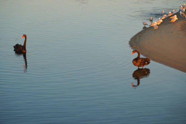 Black swans in the reverse sunset in the eastern arm of the Gippsland Lakes
