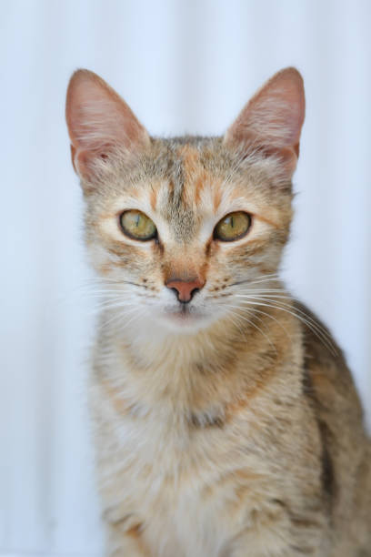 photo of a three colored calico cat - pets curiosity cute three animals imagens e fotografias de stock