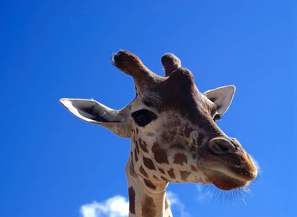 Giraffe Close-up stock photo