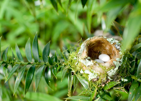 Nest of hummingbird