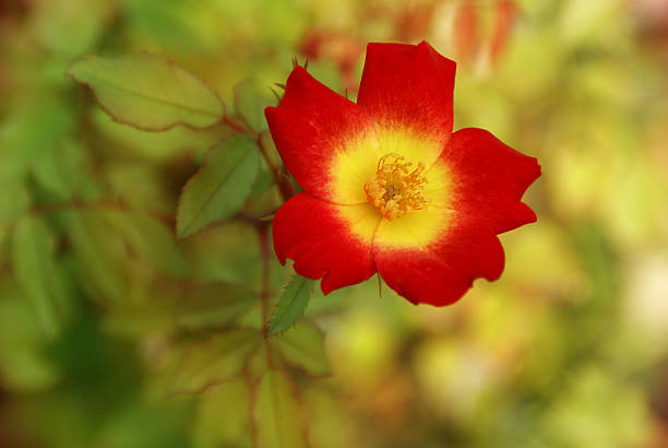 Vermelho e amarelo Flor - fotografia de stock