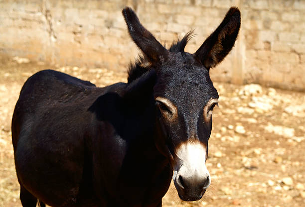 Black Donkey stock photo