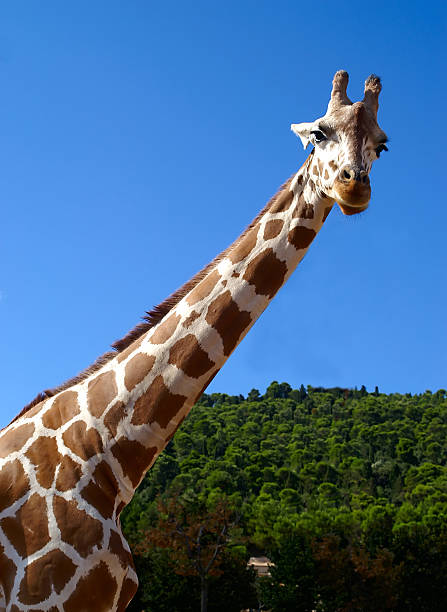 Giraffe on blue sky stock photo