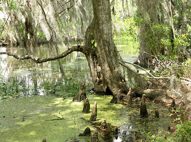 istock Louisiana Bayou 139965176