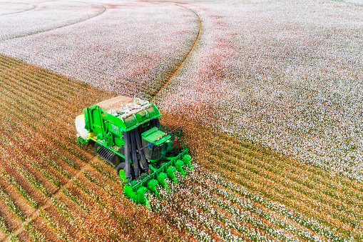 Harvesting on Blossoming white cotton field by a combine tractor with bunker wrapping cotton into rolls on flat agricultural cultivated farm in NSW, Australia.