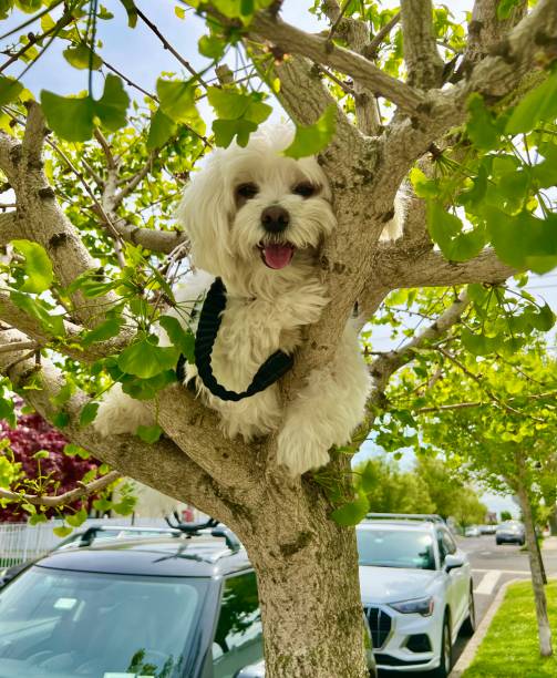 Free Stock Photo of Dog Climbing Up Tree Branch | Download Free Images ...