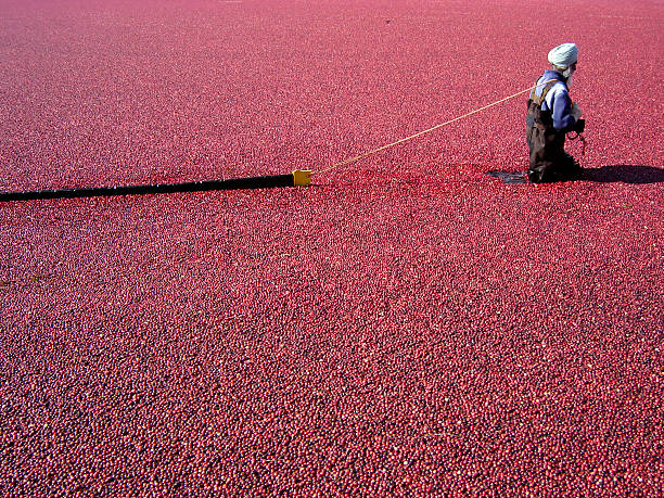 Cranberry harvest 5 stock photo