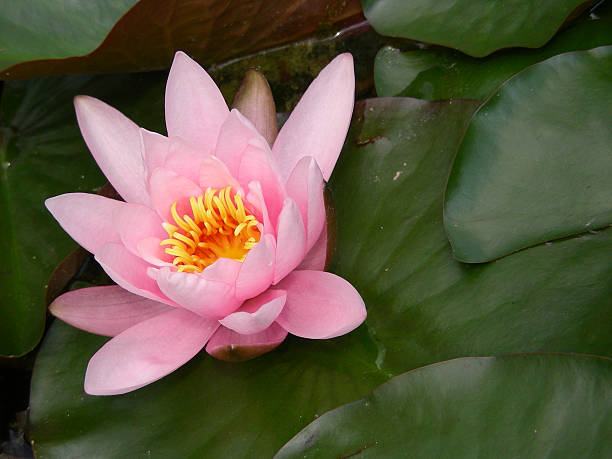 water lily stock photo