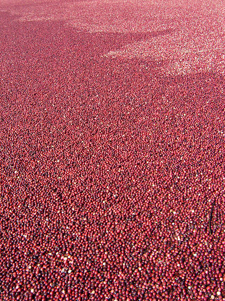 Cranberry harvest 2 stock photo