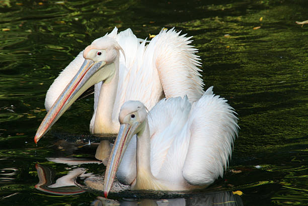 Two pelicans stock photo