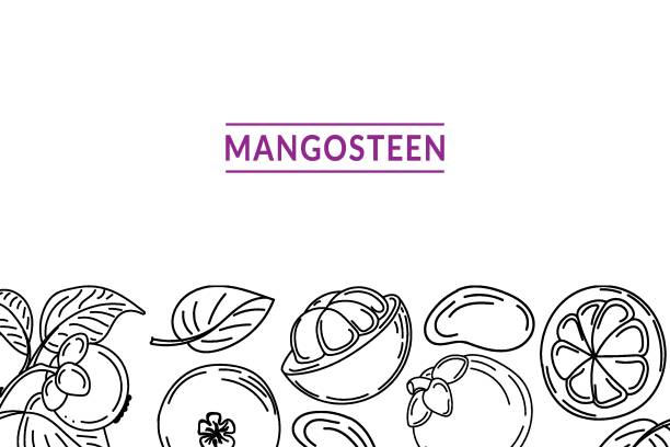 スケッチスタイルの落書き要素で描かれたマンゴスチンのテンプレート。マンゴスチン全体、部品、葉、スライス、コア。レタリング。白い背景にベクターイラスト - mangosteen fruit tropical fruit backgrounds点のイラスト素材／クリップアート素材／マンガ素材／アイコン素材