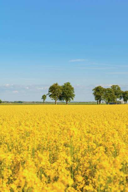 istock endless yellow fields of blooming rapeseed 1399656031