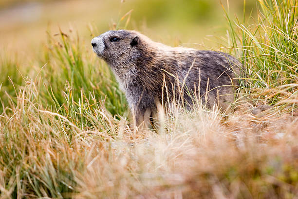 marmota olímpico (marmota olympus) entre las montañas pasto - olympic marmot fotografías e imágenes de stock