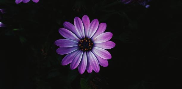 istock Cape Marguerite in black background 1399657171